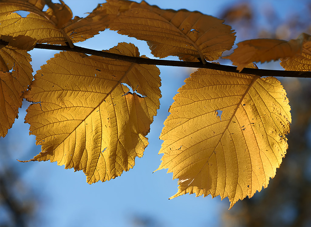 WTL ZooviertelKA7_6821 als Smartobjekt-1 Kopie.JPG - Der Herbst - Die schönste Jahreszeit